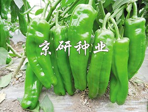����901-��������-������ҵ