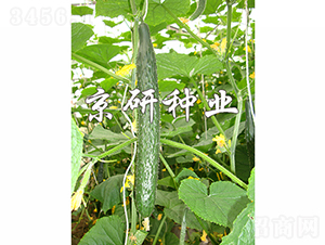 ���ж���1568-�ƹ�����-������ҵ