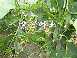 �������ջƹ�1592-�ƹ�����-������ҵ