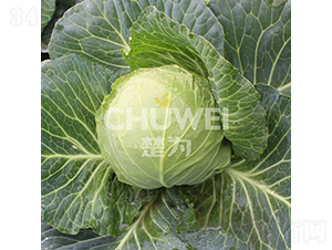 ��Բ��114-��������-��Ϊ����