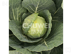 ��Բ��106-��������-��Ϊ����