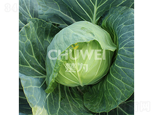 ��Բ��105-��������-��Ϊ����