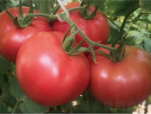̩��509-��������-����ũҵ