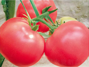 ������FA2177-��������-����ũҵ