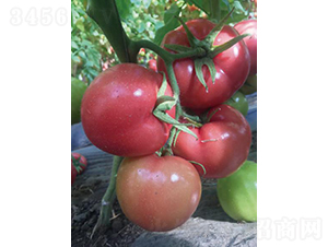 ��ķ059-��������-����ũҵ