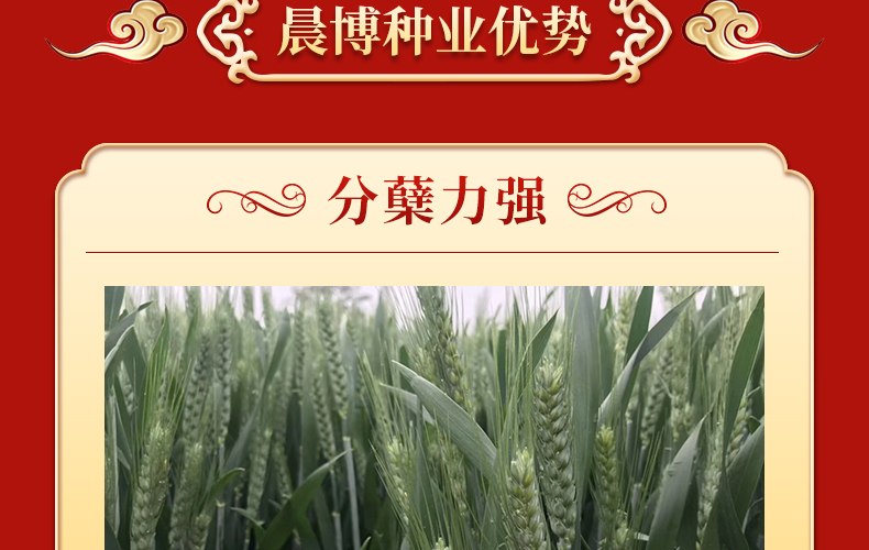 河南晨博种业有限公司-页面_04.jpg