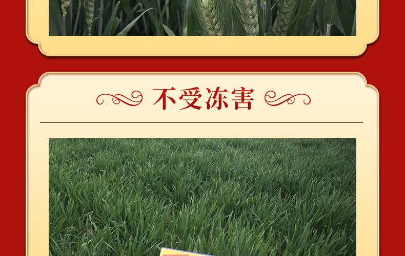 河南晨博种业有限公司-页面_05.jpg