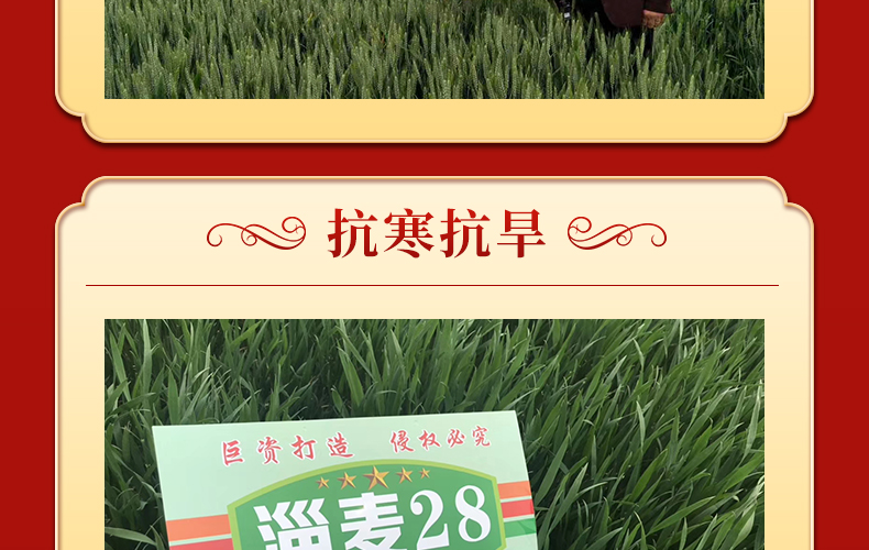河南晨博种业有限公司-页面_07.jpg