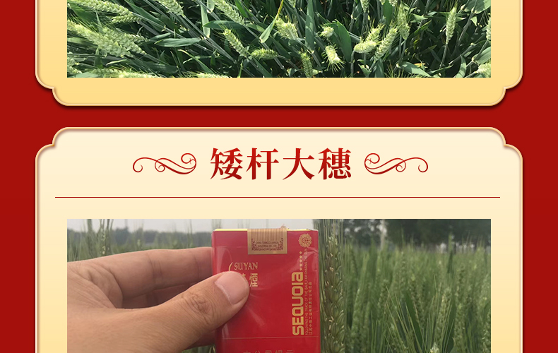 河南晨博种业有限公司-页面_09.jpg