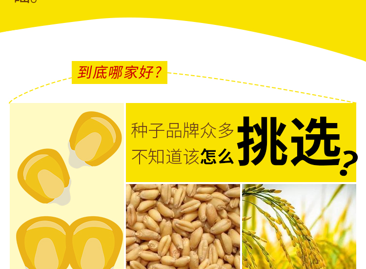 河南丰硕种业有限公司_04.jpg