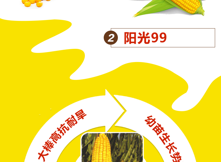 河南丰硕种业有限公司_09.jpg