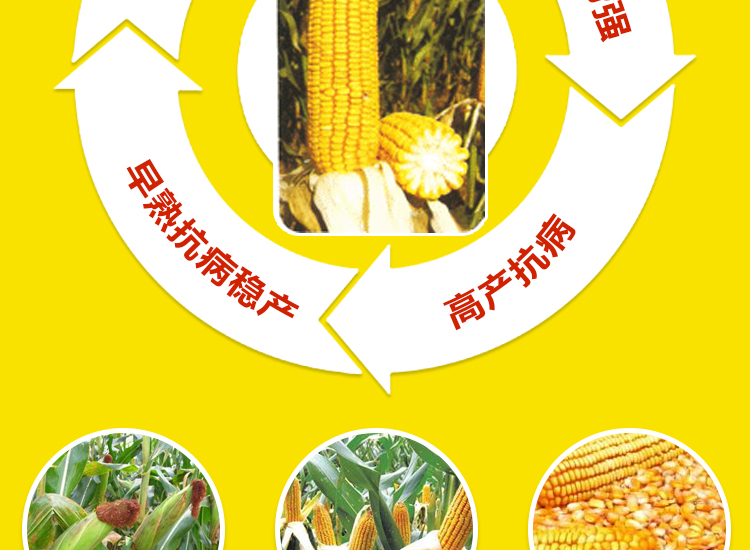 河南丰硕种业有限公司_10.jpg