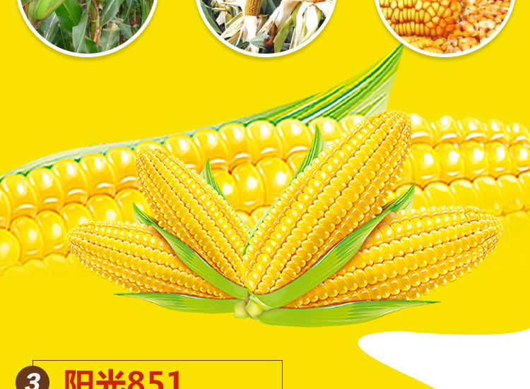 河南丰硕种业有限公司_11.jpg