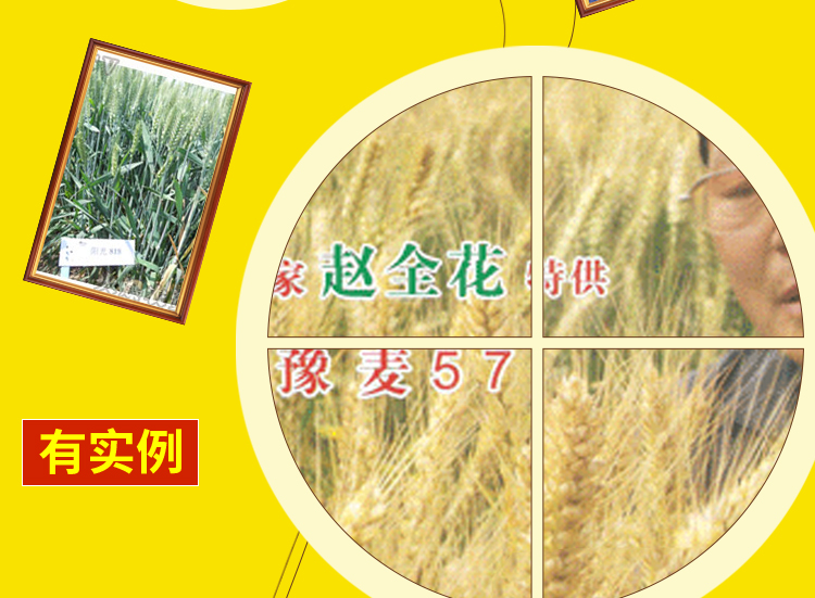 河南丰硕种业有限公司_19.jpg