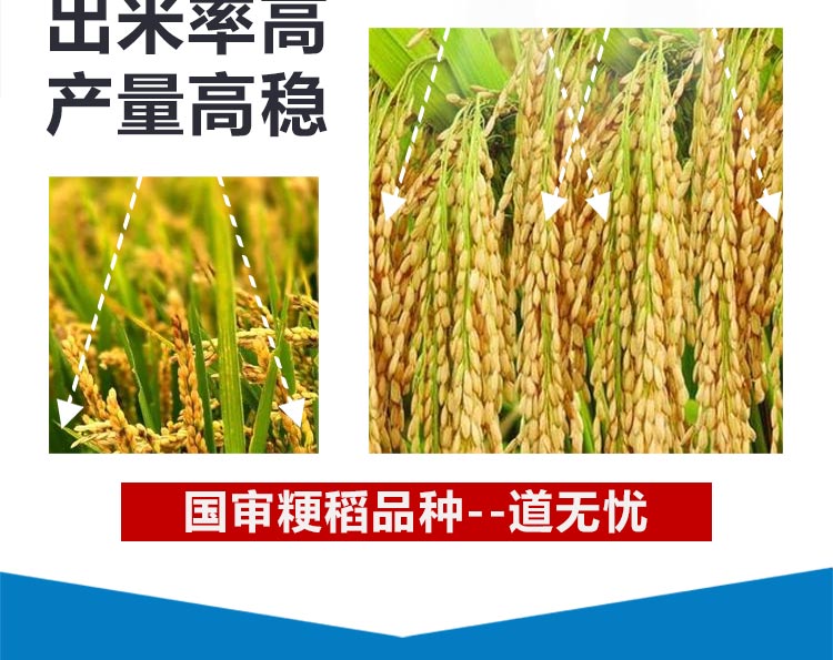 江苏三好种业科技有限公司_06.jpg