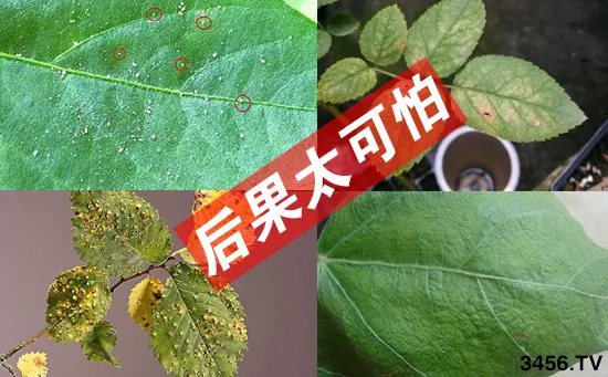 �캵���棬�������ӣ������Ѽ�ɱ��10���ӣ����֩�룡