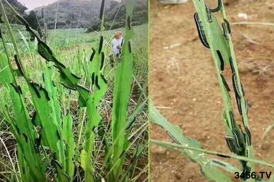 ��ʵ�����������ֿ��Ժ���1ƿȫ�㶨��̫����˼���ˣ�