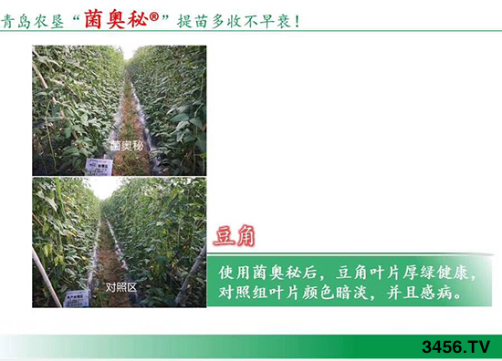 【样品免费送!】青岛农垦“菌奥秘”,提苗多收不早衰! 【样品免费送!】青岛农垦“菌奥秘”,提苗多收不早衰!