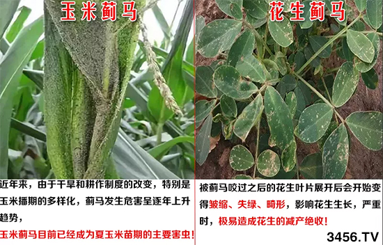 ���Լ���һ���ˣ������ʸߴ�98%����Ч�ڳ���20�죡���ѽ�ɱ��������