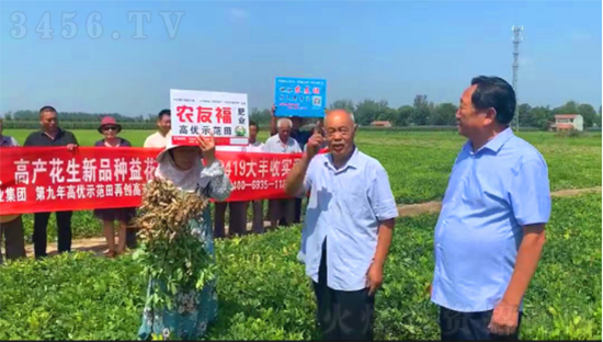 祝贺民权县双丰花生合作社施用农友福亩产达到1801斤的好成绩! 祝贺民权县双丰花生合作社施用农友福亩产达到1801斤的好成绩!