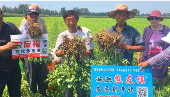 祝贺民权县双丰花生合作社施用农友福亩产达到1801斤的好成绩! 祝贺民权县双丰花生合作社施用农友福亩产达到1801斤的好成绩!