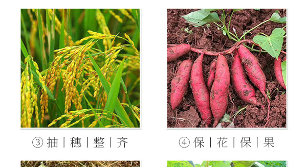 北京中植科华农业技术有限公司_20.jpg