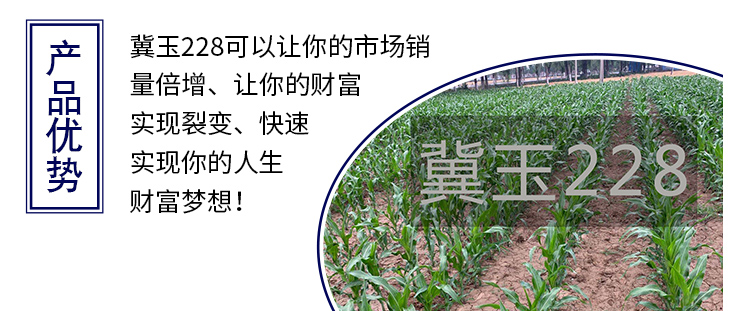 河南丰满仓种业有限公司产品详情页1_05.jpg