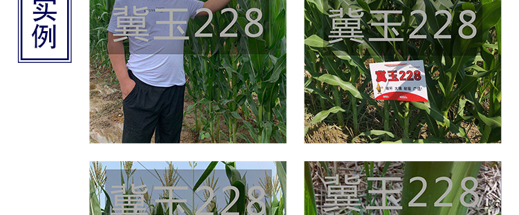 河南丰满仓种业有限公司产品详情页1_10.jpg
