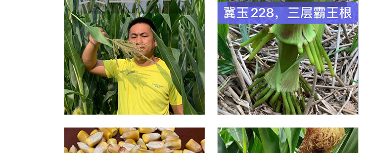 河南丰满仓种业有限公司产品详情页1_11.jpg