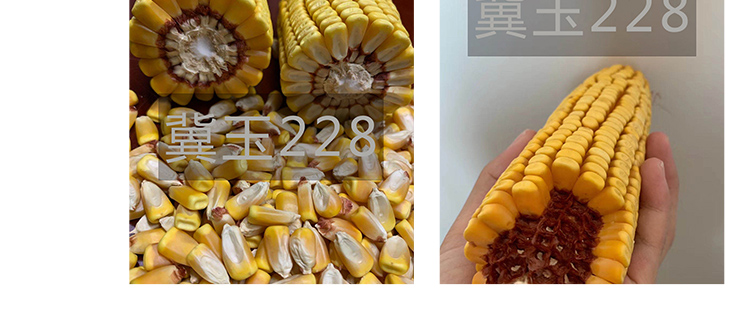 河南丰满仓种业有限公司产品详情页1_13.jpg