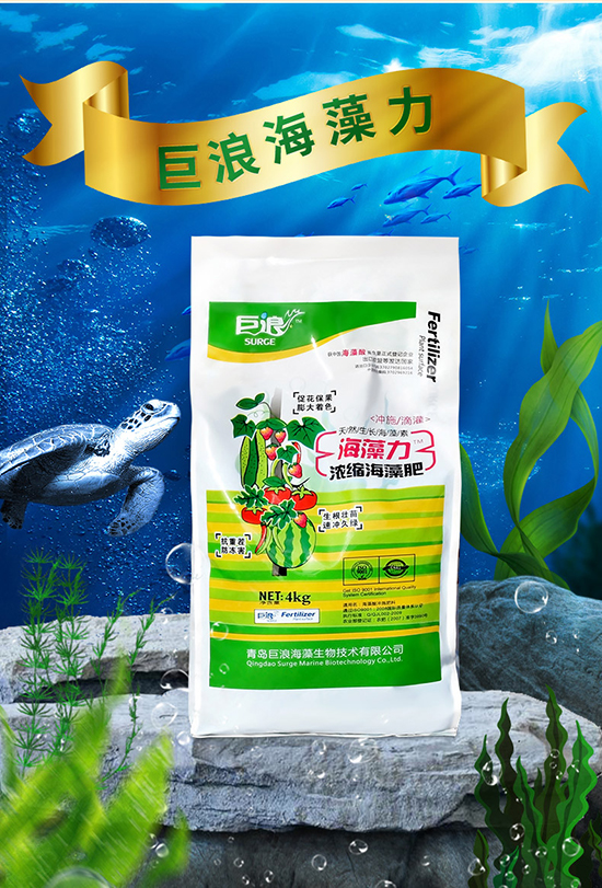 3海藻力_04.jpg