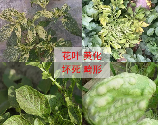 作物为什么会得病毒病?怎么防治?用这个方法,双管齐下,根除病毒,焕发新生! 作物为什么会得病毒病?怎么防治?用这个方法,双管齐下,根除病毒,焕发新生!