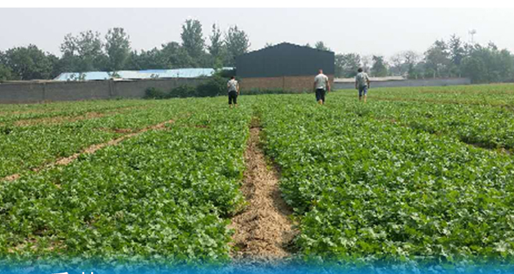 河北德强生物科技有限公司_02_19.jpg