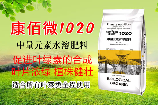 2022叶菜高产种植安排出炉!这样种,年产值高!抓紧时间看! 2022叶菜高产种植安排出炉!这样种,年产值高!抓紧时间看!