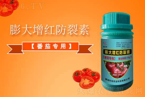 番茄膨果期,如何管理才能快速膨果不裂果?这几点尤其重要! 番茄膨果期,如何管理才能快速膨果不裂果?这几点尤其重要!