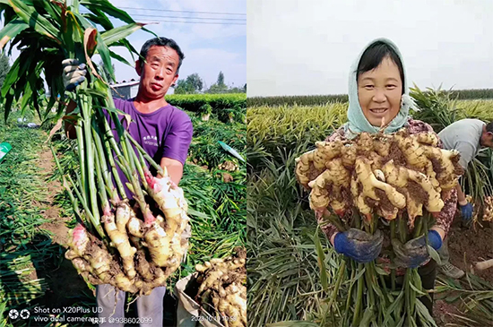鏂扮枂涓壒鐓よ厫妞嶉吀鏈夐檺鍏徃3.jpg 鏂扮枂涓壒鐓よ厫妞嶉吀鏈夐檺鍏徃3.jpg