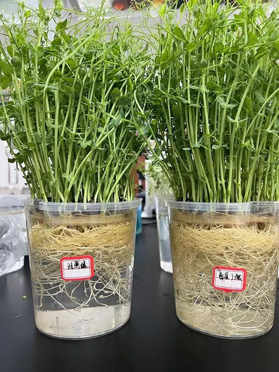 灞变笢涔濊偨鐢熺墿绉戞妧闆嗗洟鏈夐檺鍏徃2.jpg 灞变笢涔濊偨鐢熺墿绉戞妧闆嗗洟鏈夐檺鍏徃2.jpg