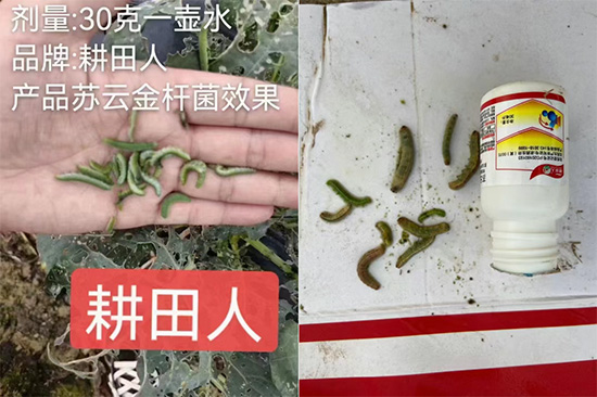 娌冲崡鑰曠敯浜哄啘涓氱鎶�鏈夐檺鍏徃7.jpg 娌冲崡鑰曠敯浜哄啘涓氱鎶�鏈夐檺鍏徃7.jpg