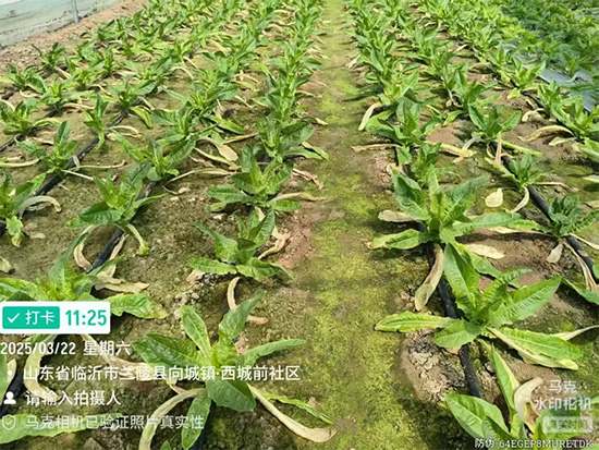 山东诺贝欣农业发展有限公�?.jpg
