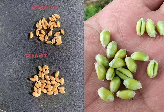 榛戦緳姹熺渷鍖楁矁鍐滀笟绉戞妧鏈夐檺鍏徃6.jpg 榛戦緳姹熺渷鍖楁矁鍐滀笟绉戞妧鏈夐檺鍏徃6.jpg