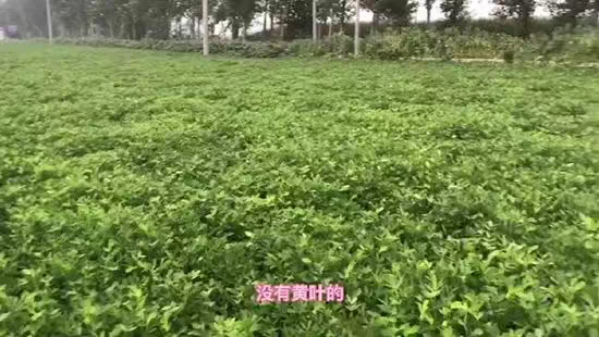 新疆中特煤腐植酸有限公司5.jpg