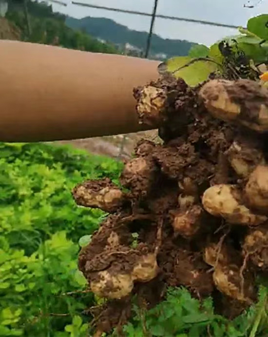 新疆中特煤腐植酸有限公司3.jpg