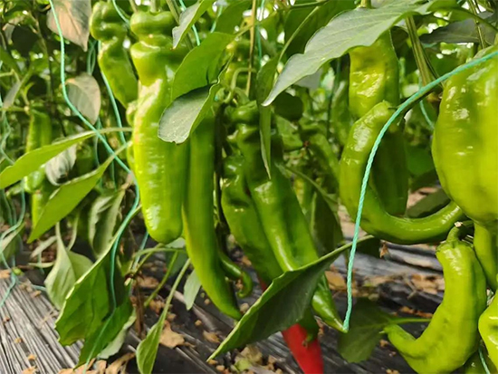 山东英喆进出口有限公�?.jpg