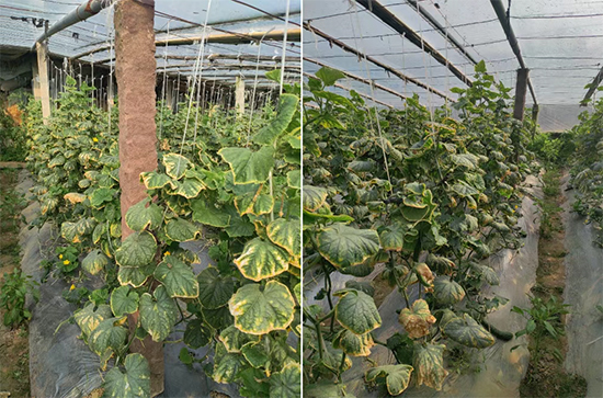 灞变笢璇鸿礉娆e啘涓氬彂灞曟湁闄愬叕鍙?2.jpg 灞变笢璇鸿礉娆e啘涓氬彂灞曟湁闄愬叕鍙?2.jpg