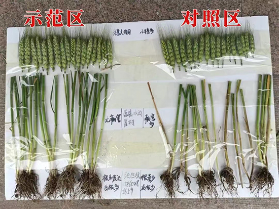 娴庡崡澶╅洦鐧剧妞嶇墿钀ュ吇鎶�鏈湁闄愬叕鍙?.jpg 娴庡崡澶╅洦鐧剧妞嶇墿钀ュ吇鎶�鏈湁闄愬叕鍙?.jpg