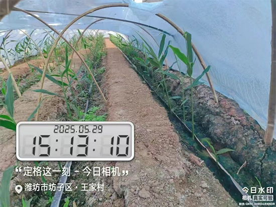 山东诺贝欣农业发展有限公�?.jpg