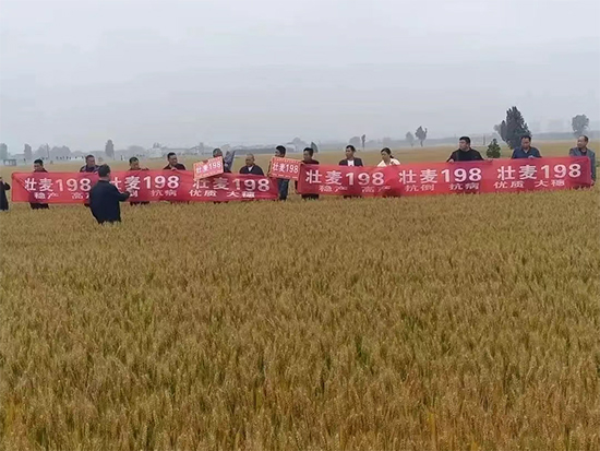娌冲崡閭﹂偊绉嶄笟鏈夐檺鍏徃5.jpg 娌冲崡閭﹂偊绉嶄笟鏈夐檺鍏徃5.jpg