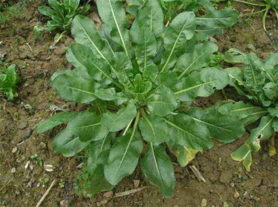 鏈爣棰?1.jpg 鏈爣棰?1.jpg