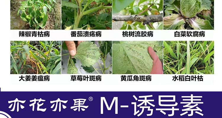 平顶山柯依之绿农作物保护有限公司_02_08.jpg