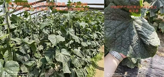 娴庡崡澶╅洦鐧剧妞嶇墿钀ュ吇鎶�鏈湁闄愬叕鍙?.jpg 娴庡崡澶╅洦鐧剧妞嶇墿钀ュ吇鎶�鏈湁闄愬叕鍙?.jpg